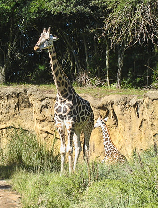 Safari Giraffe