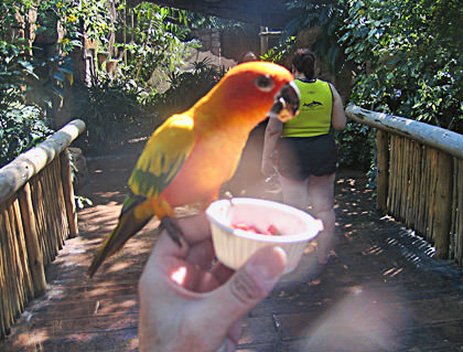 Feeding the Birds