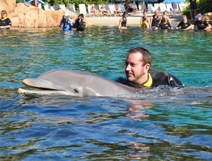 Swimming with Dolphins