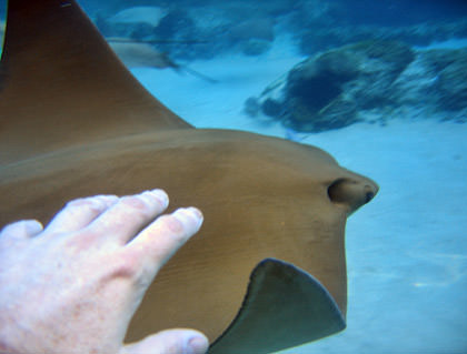 Petting a Ray