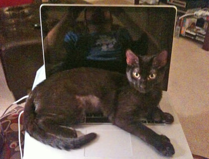 Hilly's Cat Sitting on My Laptop's Keyboard While I Try to Type!