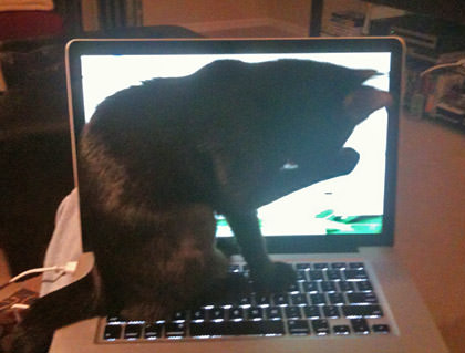 Kitty on My Laptop