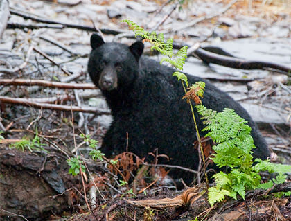 Hello Lazy Bear!