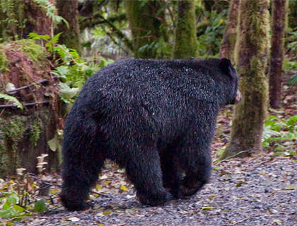 Lazy Bear Walks Away