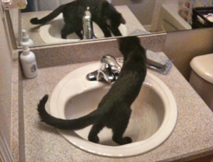 Pussy in the Sink