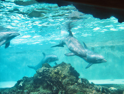 Sea World Dolphins