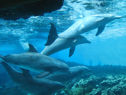 More Sea World dolphins.