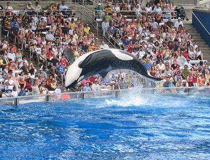 Sea World Shamu Show