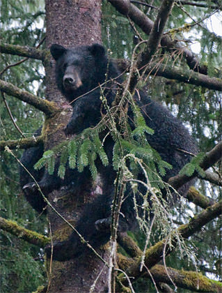 Another Bear in a Tree