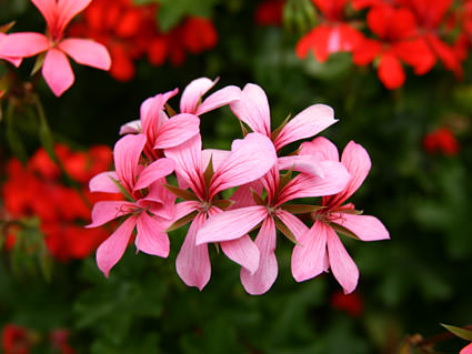 Amsterdam Flowers