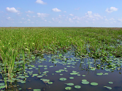 Everglades