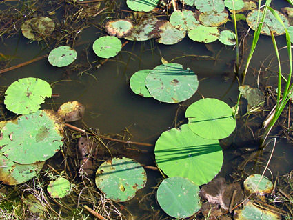 Everglades