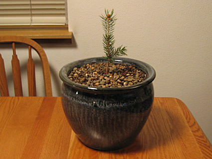Oscar the pine tree seedling!