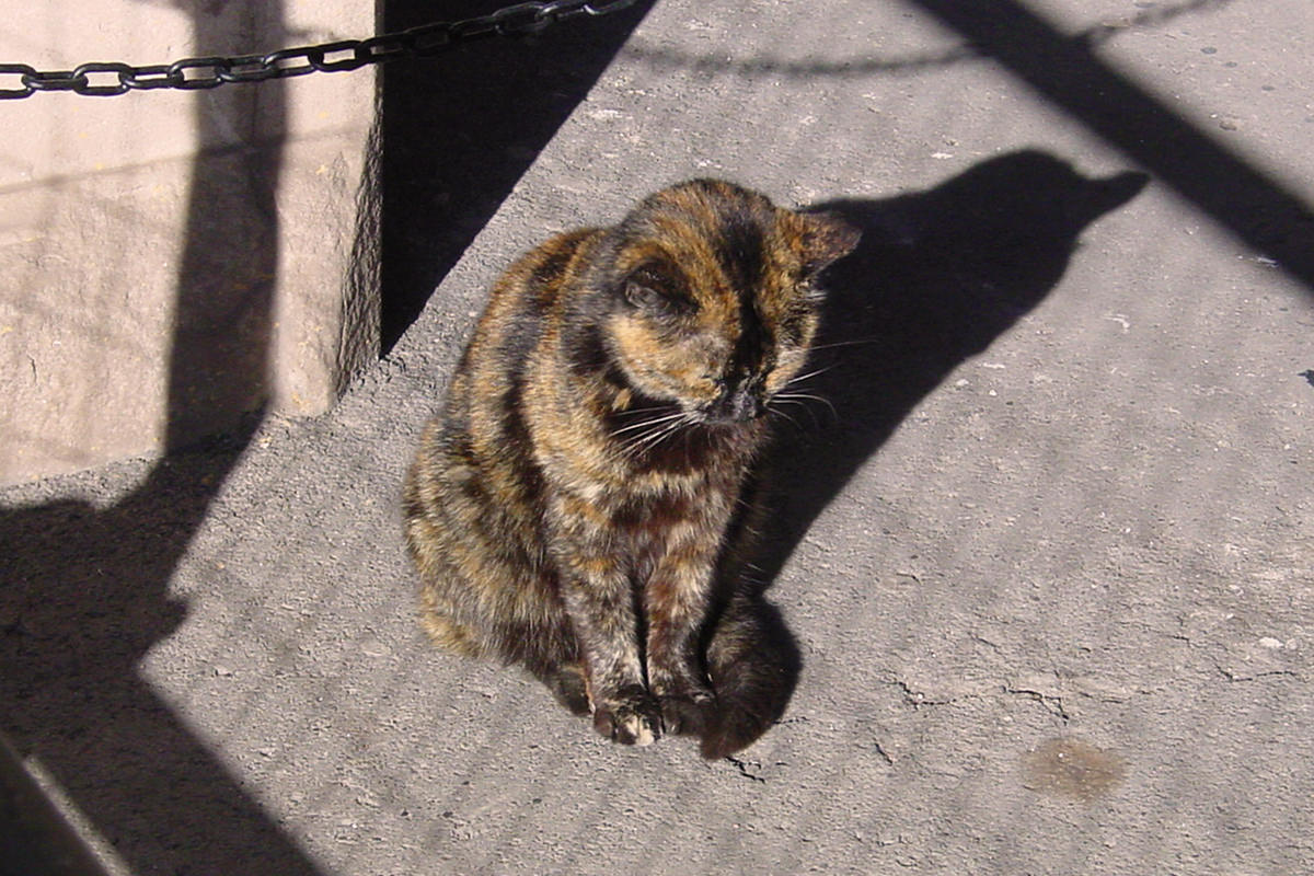 Sleepy cat at the Colosseum in Rome, sitting in the sun while shadows loom around him.