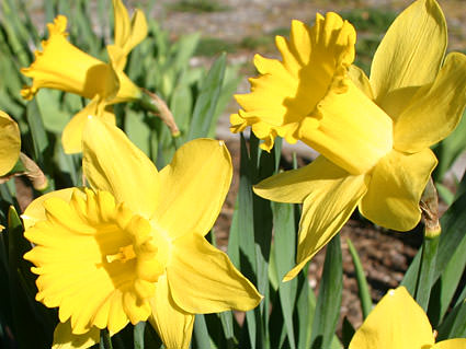 Yellow daffodils.