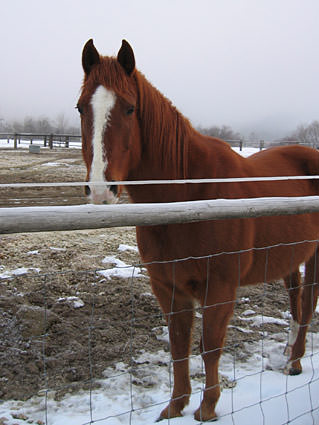 A horse behind a fence!