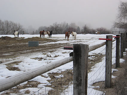 A fence with horses behind it on a cold winter day.