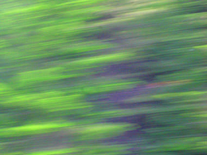 Tree Blur