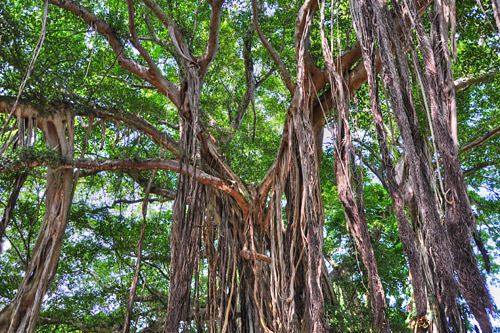 Banyan Tree HDR Photo