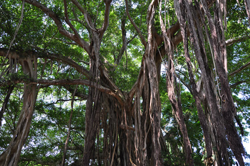 Banyan Tree Photo