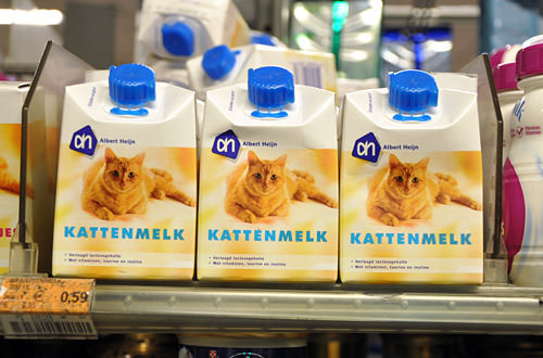 Cat Milk