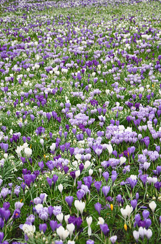 Crocus Field