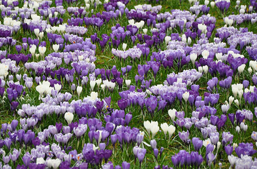 Crocus Fields