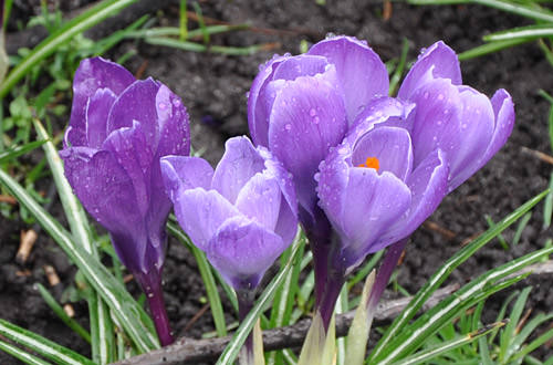 Pretty Crocuses