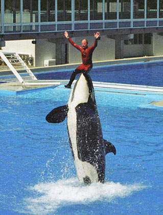 Shamu Jumping