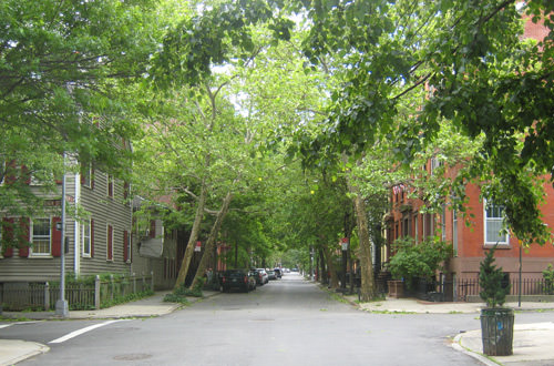 Tree-Lined Streets of Brooklyn