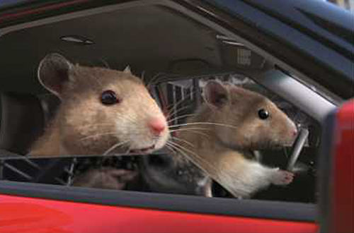 Kia Hamsters