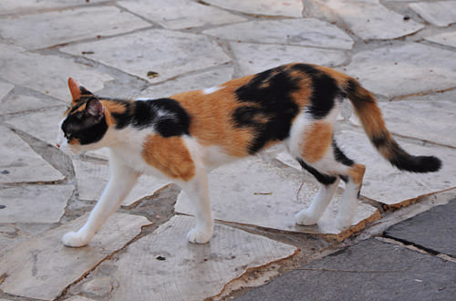 Valletta Cat