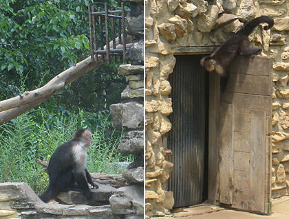 Monkey Island at the Ralph Mitchell Zoo