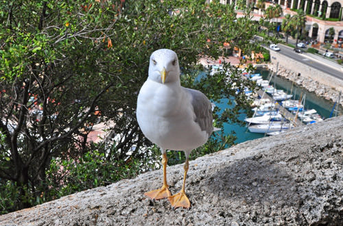 Seagull in Monaco