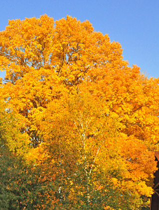 Wisconsin Fall Leaves