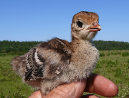 Baby Turkey Photo by Kristie Gianopulos