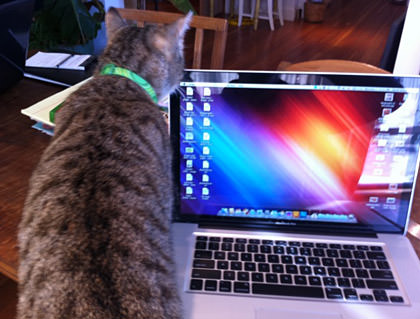 Cleo The Cat works on my laptop