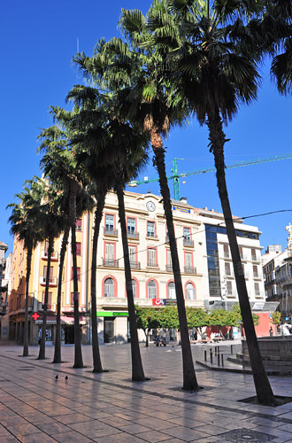 Row of Palms in Downtown Malaga