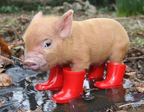 Piggy in Red Boots
