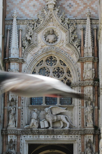 Bird flies into my shot of the Doge's Palace door!