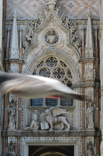 Bird flies into my shot of the Doge's Palace door!