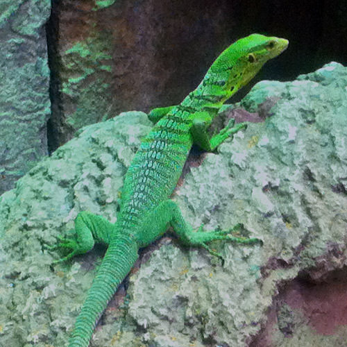 Shark Reef Lizard