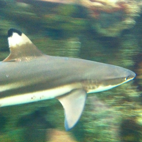 Shark Reef Shark