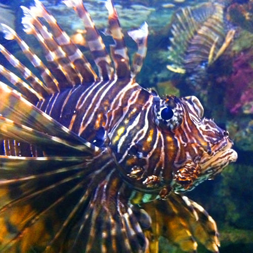 Shark Reef Lion Fish