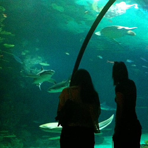 Shark Reef Observation Tube