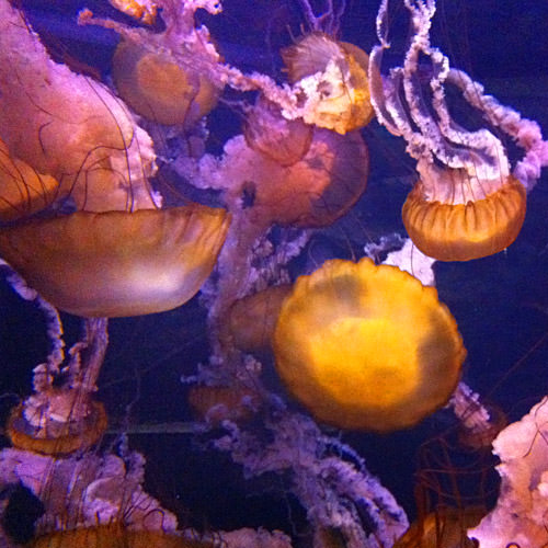 Shark Reef Jelly Fish