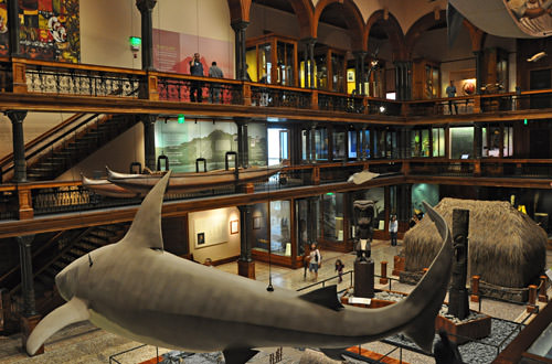 Bishop Museum Interior