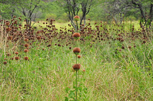 Diamond Head Thistle