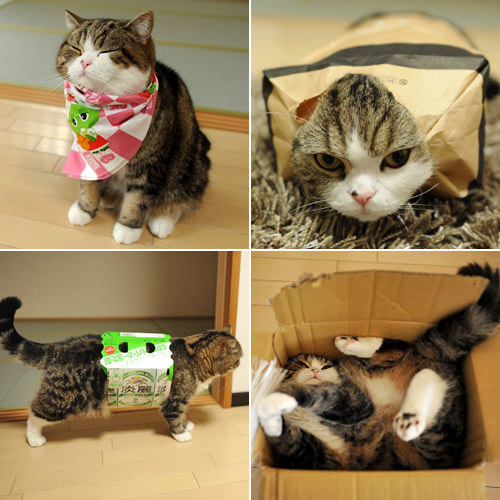 Maru Photos