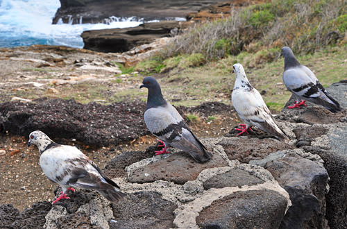 South Shore Pigeons